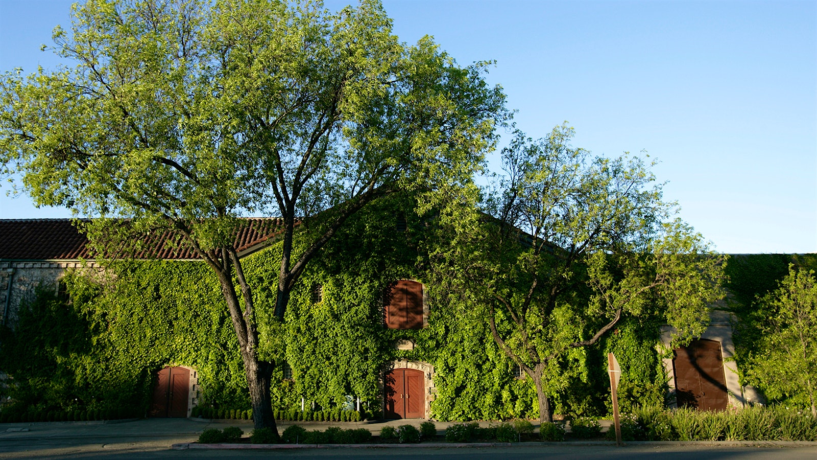 The historic Beaulieu Vineyard winery building covered in ivy